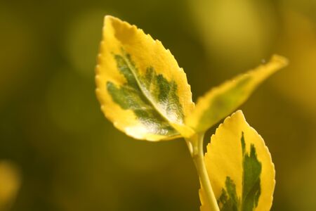 yellow-green branch in the morning sunの写真素材