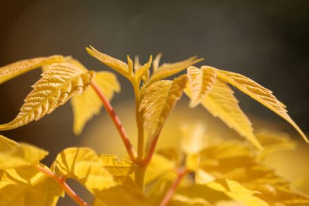 yellow leaves in the morning sunの写真素材