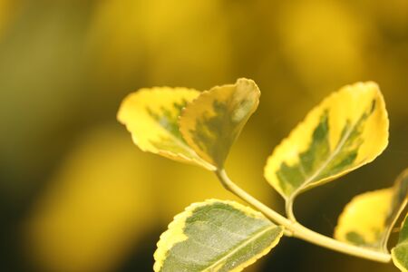 yellow leaves in the sunshineの写真素材