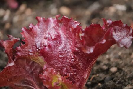 leaf of red lettuce in the garden
