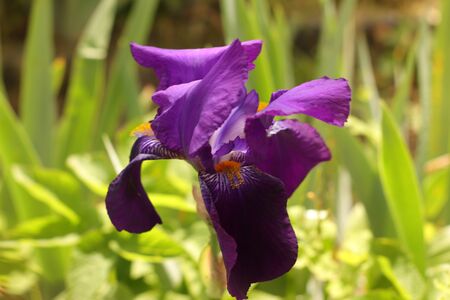 purple flower in the garden on a green backgroundの写真素材