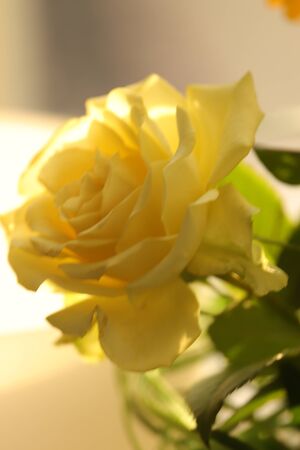yellow rose in a vase on the window sillの写真素材