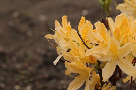 yellow flowers on a gray background in the gardenの写真素材