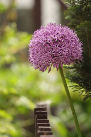 big purple flower like a ball