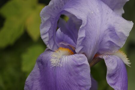 purple flowers in the May gardenの写真素材