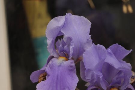 purple flowers in the garden in Mayの写真素材