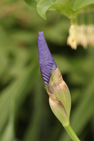 purple flower on a green backgroundの写真素材