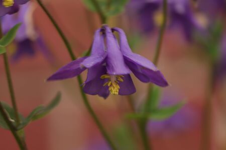 purple flower like a bell in the gardenの写真素材