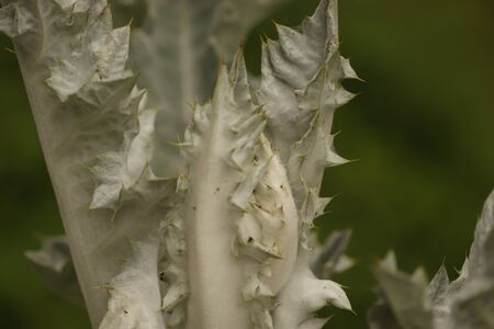 a great weed with spikes in the garden