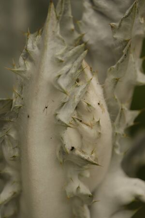great spines plants in the gardenの写真素材