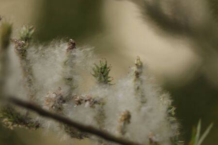 white fluff on willow branchの写真素材