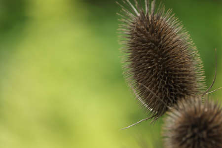 gray spiky plants in the garden on a green background
