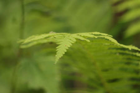green branches of fern as a background imageの写真素材