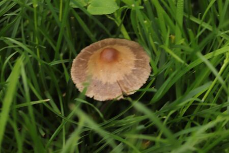 a small mushroom grows in the grass in the parkの写真素材