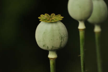 Green unripe poppy heads in the gardenの写真素材