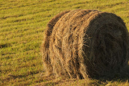 Rolls of hay in the meadowの写真素材