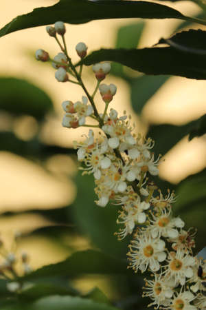 little white flowers on the bush in the garden close up viewの写真素材