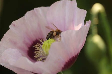 a purple poppy flower and a small insect in the center of the calyx are collecting pollenの写真素材