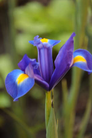 beautiful blue gladiolus flower seen up close in the gardenの写真素材