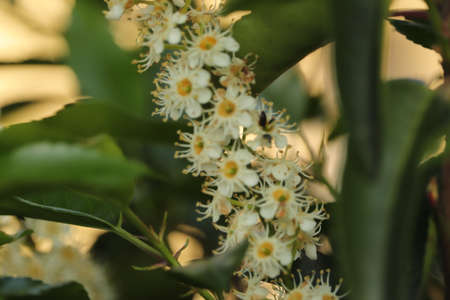 the tiny white flowers on the shrub in the garden seen up closeの写真素材