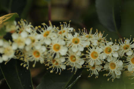white flowers on a garden shrub on a gray backgroundの写真素材