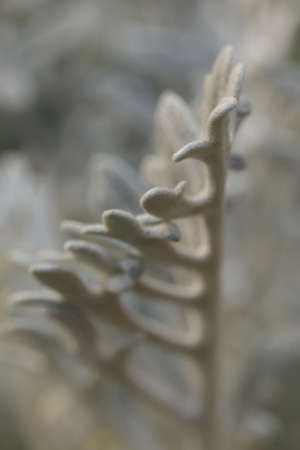dreamlike white flower in the garden in macro imageの写真素材