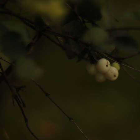 white balls seen up close on the hedge on the fence