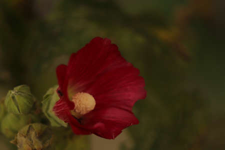 red flower seen close up on a green backgroundの写真素材
