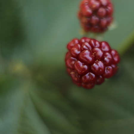 red blackberry fruits on a green background in the gardenの写真素材