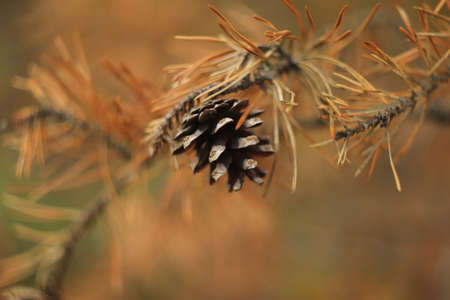 ripe pine cone on a withered branchの写真素材
