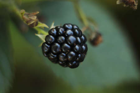 ripe black blackberry fruit on a green background in the gardenの写真素材