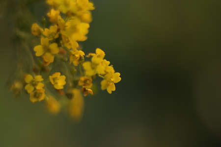 yellow autumn flowers on a green background in the gardenの写真素材