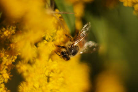 a small hard-working insect collects pollen from yellow flowersの写真素材