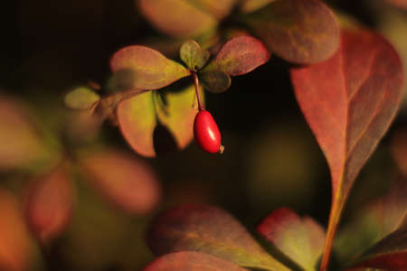 red fruit of the bush in the fall season approximatelyの写真素材