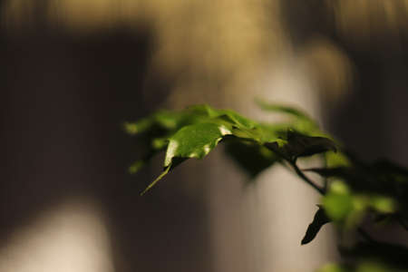 green leaves of the plant on a gray background seen up closeの写真素材
