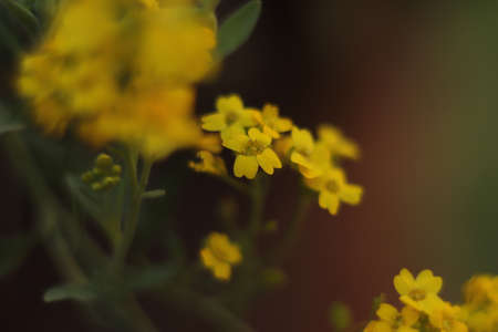 yellow little flowers seen up close on the lawnの写真素材