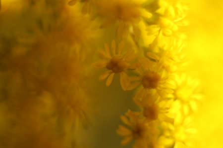 yellow little flower in the sunshine close up viewの写真素材