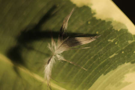 a gray feather on a colorful flower leaf brought by the windの写真素材