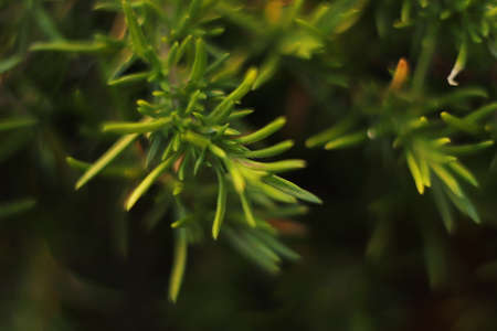 green branch of the plant seen up close in the gardenの写真素材