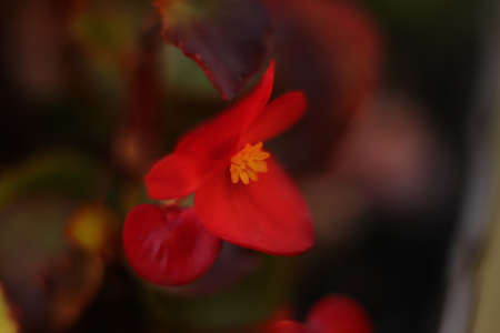 a red flower in the garden in great zoomの写真素材