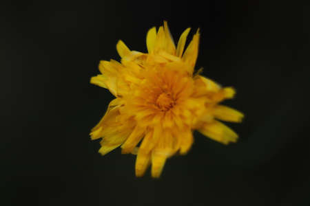 lonely yellow flower on a dark background on the lawnの写真素材