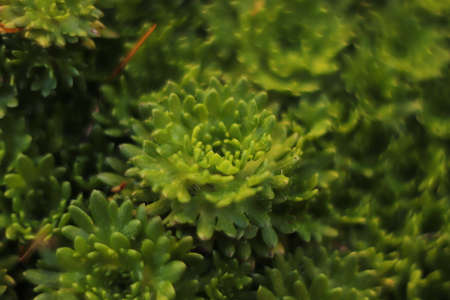 green plants - small rockeries seen up close in the gardenの写真素材