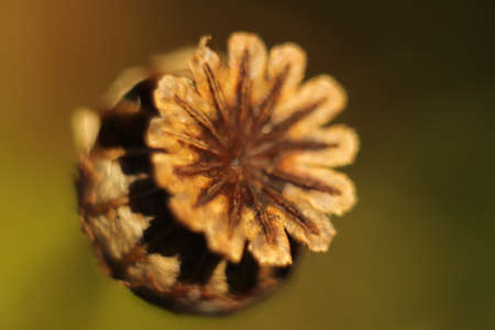 poppy seed head dried out and bitten by insects left in the gardenの写真素材
