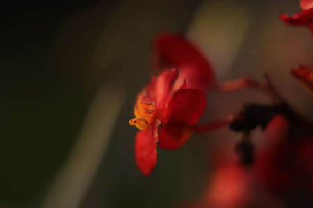 red flower on a gray background as seen in the gardenの写真素材