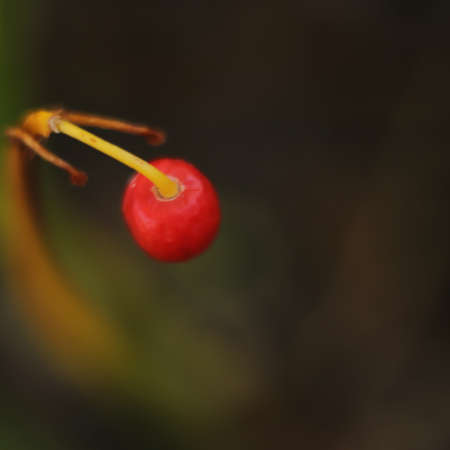 red fruit on a gray background seen very closeの写真素材