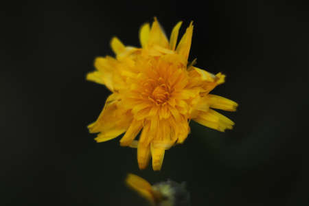 yellow flower on a black background in the gardenの写真素材