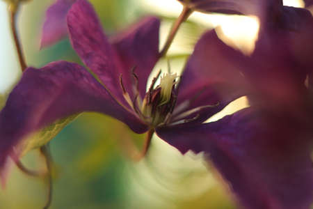 a purple flower on a fairytale background seen up closeの写真素材