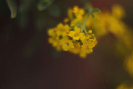 small yellow flowers in the meadow seen in an enlarged viewの写真素材
