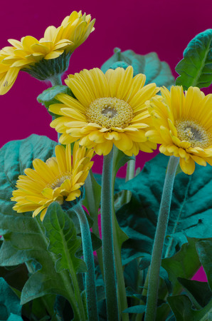 close up of gerbera daisy flower isolated on plain backgroundの写真素材