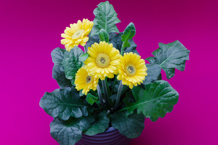 close up of gerbera daisy flower isolated on plain backgroundの写真素材